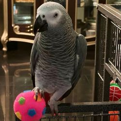 African grey congo parrot for sale