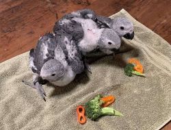 African Grey Parrots For lovely home Adoption