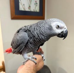 Beautiful Talkative African Grey Parrots