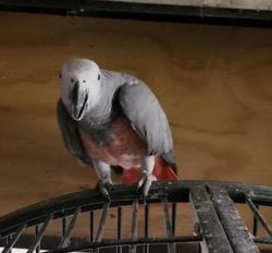 Timneh African Grey Parrots