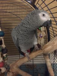 3 years old African Grey Parrots