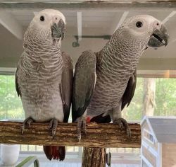 African grey parrots babies
