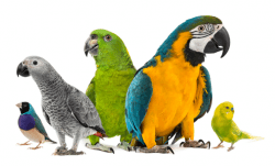 Parrots For Sale At-www.v-b-h.us-
