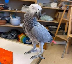 Luxurious African grey parrots for sale