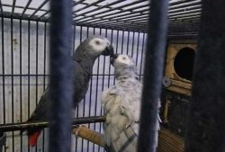 African Grey Parrot Pair For Sale