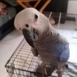 Exotic African grey parrots for sale