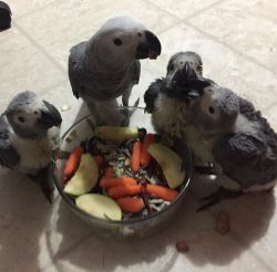 3 Baby African Grey Parrots