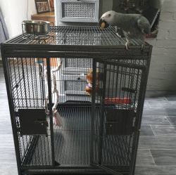 African Grey parrots available