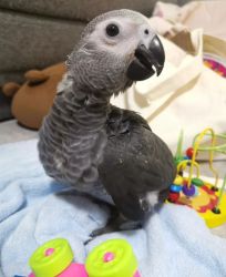 Baby African Grey Parrots