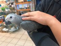 Friendly African Greys Now