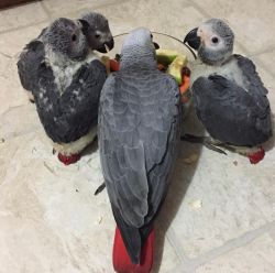 3 Babies African Grey Parrots