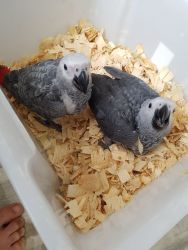 2 Congo African Grey Parrots