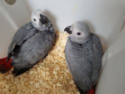 2 Baby Congo African Grey Parrots