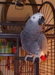 Exotic female African grey parrot for sale