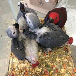 Adorable African Grey babies parrots available