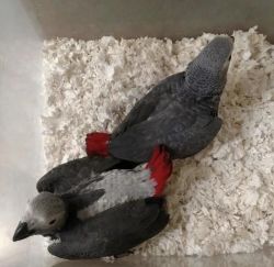 Tamed African grey parrots
