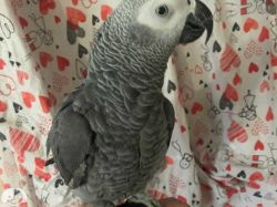 Super tame African grey parrot