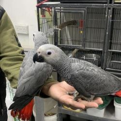 Beautiful African Grey Parrots for sALE