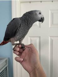 Well Trained African Grey Parrots