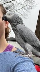 Vet Checked Pair African Grey Parrots