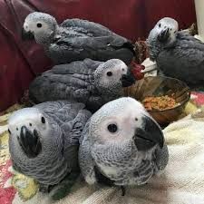 Tamed African grey