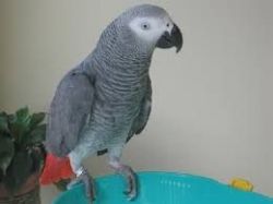 Congo African grey parrots