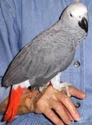 BLUE AND GOLD MACAWS/AFRICAN GREY PARORTS FOR SALE
