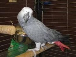 Charming Congo African Grey for adoption