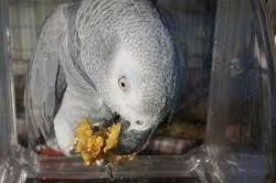 Pretty Congo African grey Available