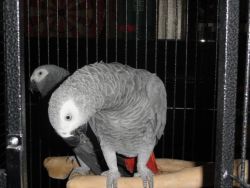 First-clas African Grey Parrots For Sale