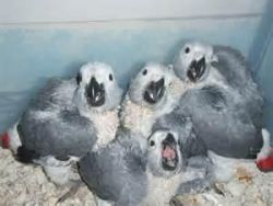 Healthy African Greys Babies Parrots And Eggs