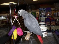 male and female Congo African Grey Parrots