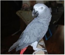 Proven Pair Of Talking African Grey Parrots