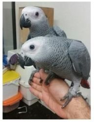 Two talking African Grey parrots for loving homes
