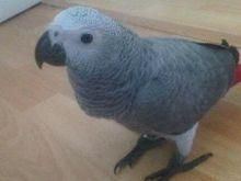 African Grey Parrots For Sale(xxx) xxx-xxx4