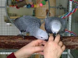 Hand-reared African Grey Parrots available