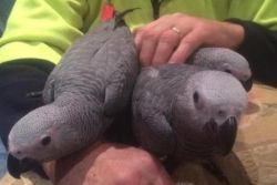 Talkative African Grey Parrot For Sale (tamed)