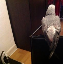 African grey parrot for a good home