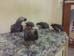Babies african grey for sale
