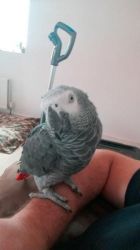 adorable African grey parrot