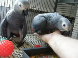A Pair of Talking African Grey Parrots.