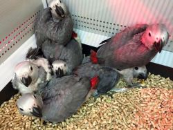 African grey and Macaw parrots for sale