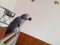 Stunning African Grey Parrot for sale