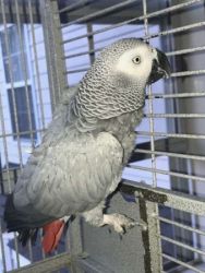 Congo African Grey,Cockatoo,Hyacinth Macaw Parrots for sale