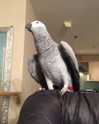 Pair African Grey Birds for new homes