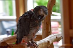 Africa grey parrot for sale near me