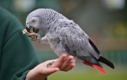 Cute African Grey parrots Available