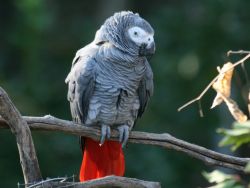 intelligent African Grey Parrot