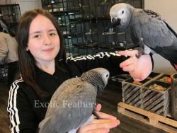 Hand Reared African Grey Parrots For Sale.