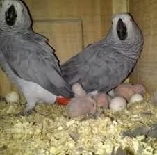 We are specialized in the breeding of birds/parrots
